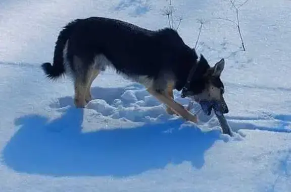 Собаки потеряшки, Тула, фото: Потеряшка собака, Тула, Городской пер., 2/34