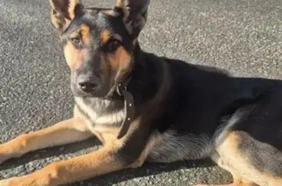 Найдена собака, Абакан, фото: Собака найдена: ул. Лермонтова, 21, Абакан