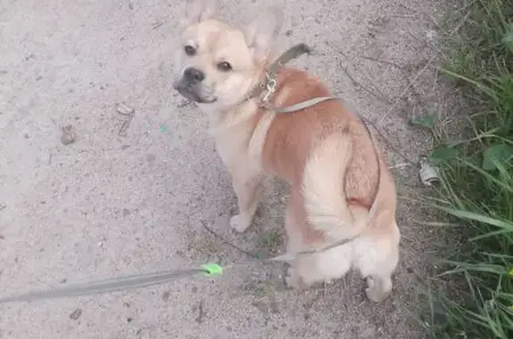 Собаки потеряшки, Гагарин, фото: Потеряшка собака, Новая ул. 2, Гагарин