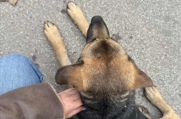 Найдена овчарка, ул. Мичурина, Саратов