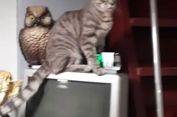 Кошки потеряшки, Томск, фото: Потеряшка кошка, Томск, ул. Обнорского, 9