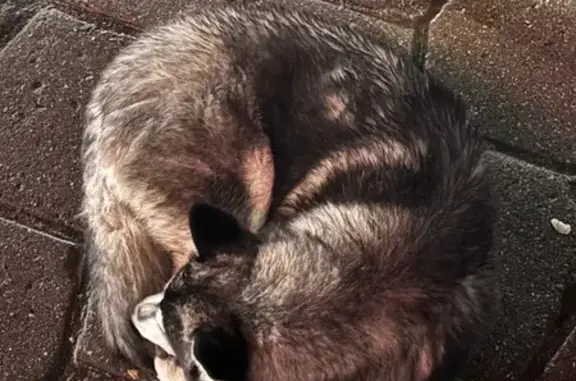 Найдена хаски, Московский проспект 34