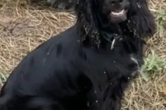 Пропала собака, ул. Доватора, 42, Краснодар