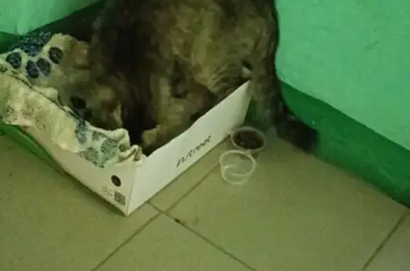 Найдена кошка, Коломна, фото: Кошка найдена на ул. Филина, 10, Коломна