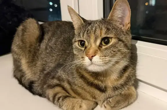 Кошки потеряшки, Тверская область, фото: Потеряшка кошка, Протасово, Тверская обл.