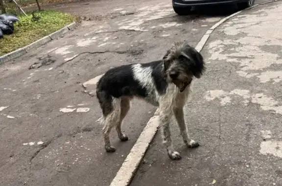 Собака найдена на Литейной, 33, Тула