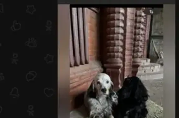 Пропала собака, ул. Доватора, Краснодар