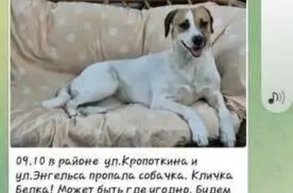 Пропала собака, ул. Володи Головатого, 95