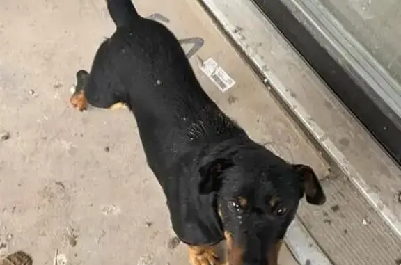 Найдена собака, Московская область, фото: Собака найдена: Волоколамск, МО