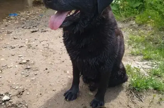 Собаки потеряшки, Нижегородская область, фото: Потеряшка собака в Румянцево, Нижегородская обл.