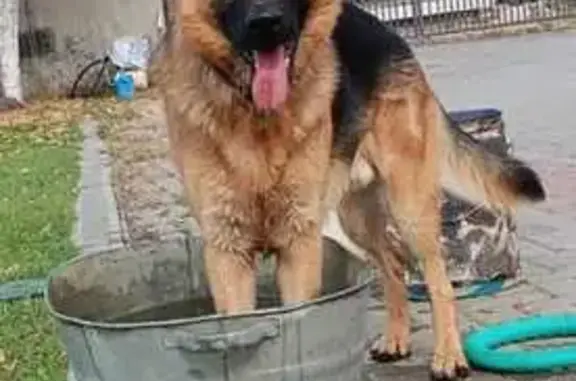 Собаки потеряшки, , фото: Потеряшка собака, Галкино, Садовая улица