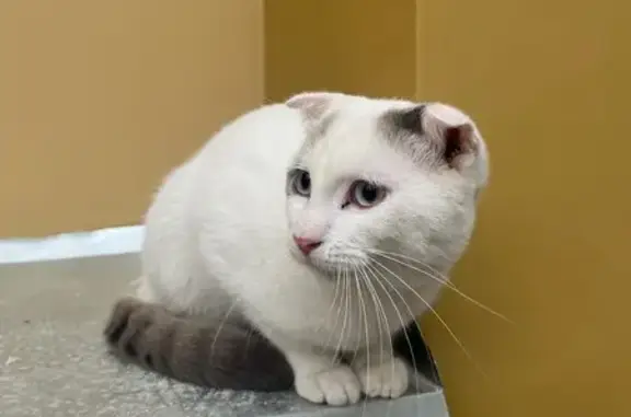 Кошка найдена: Садовая-Черногрязская, 13/3с1