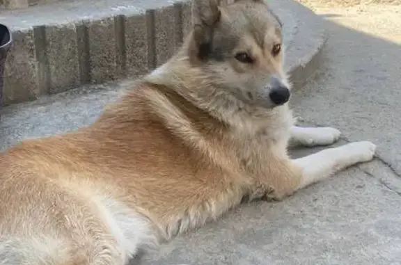 Пропала собака, Привокзальная 1, Курганинск