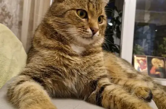 Кошки потеряшки, Тольятти, фото: Потеряшка кошка, ул. Баныкина, 40, Тольятти