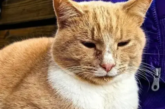 Найдена кошка, Ярославская область, фото: Найдена кошка в Гаврилово, Ярославская обл.