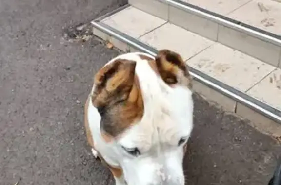 Собаки потеряшки, Ростов-на-Дону, фото: Потеряшка пес Рич, 31-я линия 26, Ростов-на-Дону