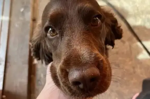 Пропал кокер спаниель в ПСОК5 Транспортный