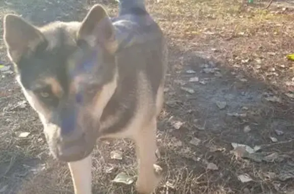 Найдена собака, , фото: Собака найдена на ул. Тухачевского, Пенза