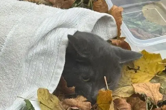 Кошка найдена: ул. Гамалеи, 23 к2, Москва