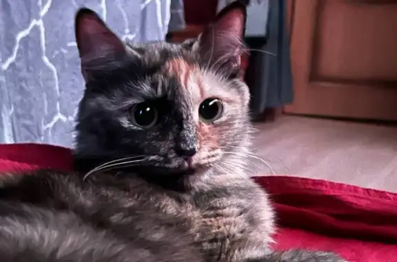 Кошки потеряшки, Рязань, фото: Потеряшка кошка, 1-й Осенний пер., 1, Рязань