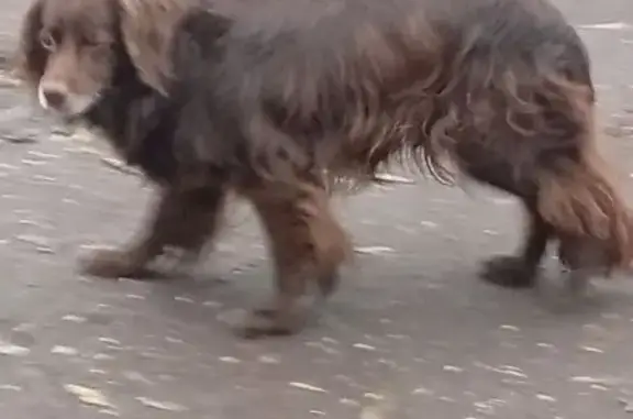 Спаниель найден: Красная ул. 4, Звенигород