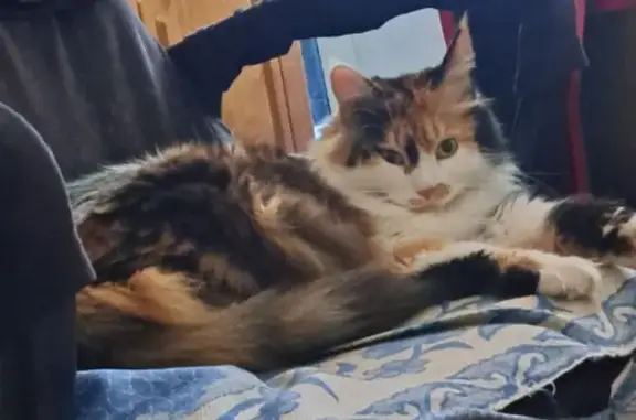 Пропала кошка, Московская ул. 13, Липецк