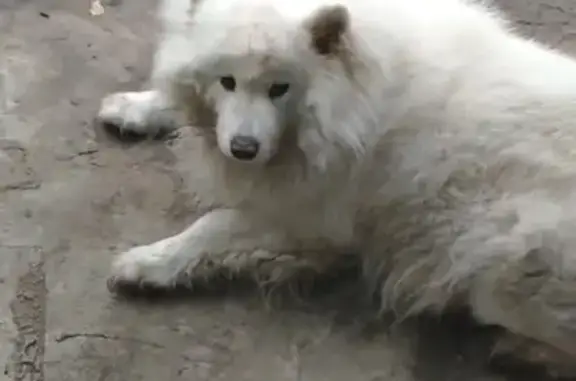 Самоед найден: Петербургское шоссе, 73