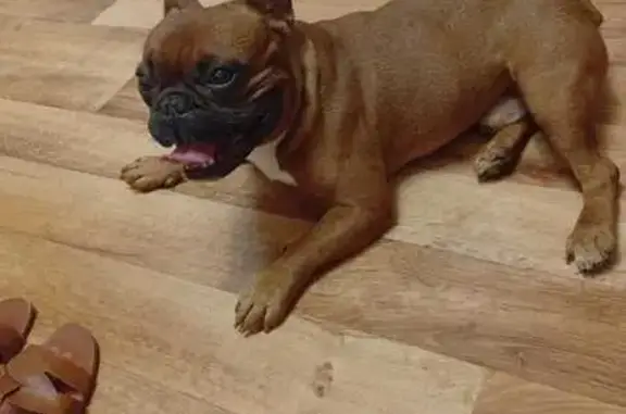 Пропала собака, Новотроицк, Оренбургская обл.