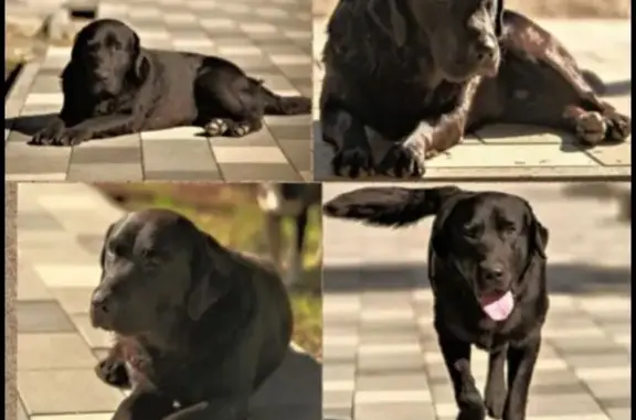 Собаки потеряшки, Нахабино, фото: Потеряшка собака в Нахабино, Дзержинского 18