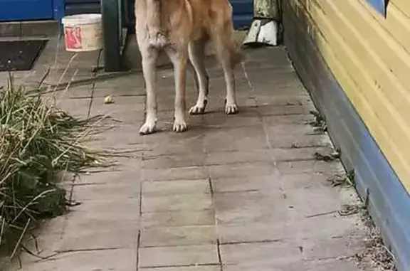 Найдена собака, , фото: Собака найдена в Мирновском поселении