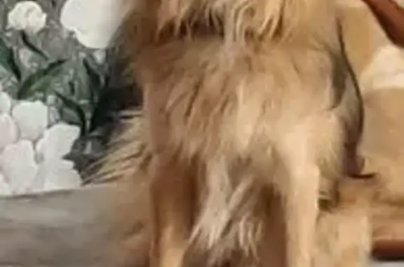 Собаки потеряшки, Владимир, фото: Потеряшка собака, Ноябрьская ул., Владимир