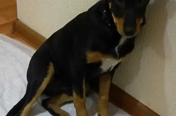 Найденные животные Новосибирск, фото: Собака найдена у Сибирского молла, Фрунзе