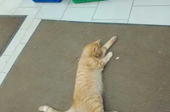 Найдена кошка, Кострома, фото: Кошка найдена: ул. Голубкова, 6А, Кострома