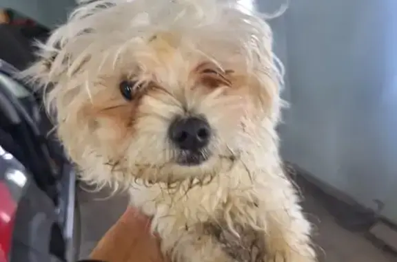 Найдена собака, Тульская область, фото: Собака найдена: Медвенка, Тульская обл.