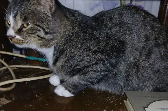 Найдена кошка, Комсомольск-на-Амуре, фото: Кошка найдена: Комсомольское шоссе, 42/2