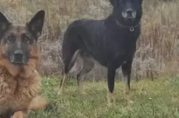 Найдена собака, Тульская область, фото: Собака найдена у сталлы ТУЛА, онкоцентр