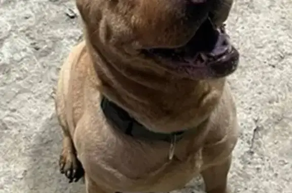 Пропала собака, Базовая ул. 1А, Кемерово