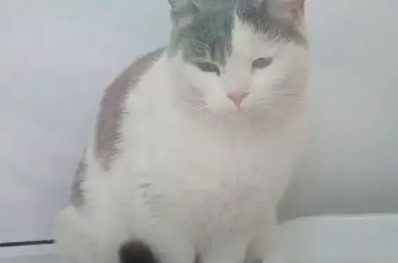 Найдена кошка, Волгоград, фото: Кошка найдена: Ростовская ул., 9, Волгоград