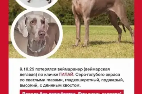 Пропала собака, Турунтаевское с/п, Томск