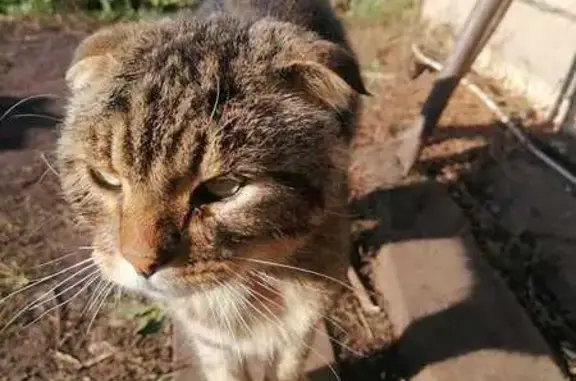 Найдена кошка, , фото: Найдена кошка, Старые Киешки, Башкортостан