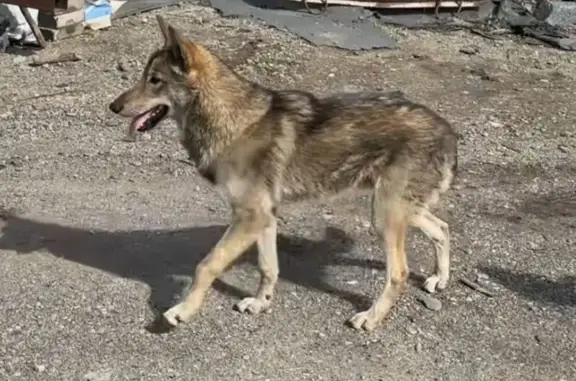 Собаки потеряшки, Абакан, фото: Потеряшка собака на ул. Гагарина, Абакан