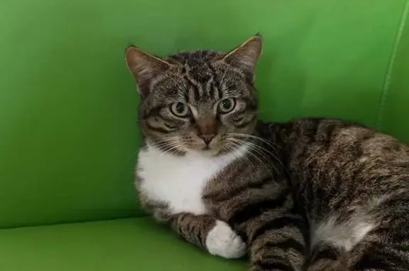 Пропала кошка, Воскресенск, МО