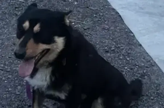 Собаки потеряшки, Санкт-Петербург, фото: Потеряшка собака, Дачный пр., СПб