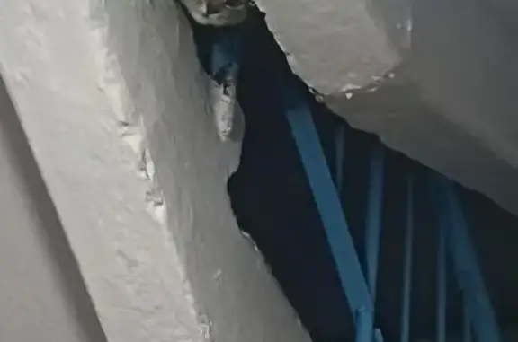 Найдена кошка, Чита, фото: Кошка найдена на Бутина, 109, Чита