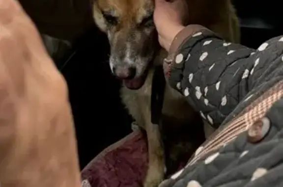 Найдена собака, Калуга, фото: Собака найдена на ул. Калуга-Бор, Калуга