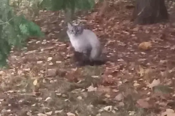 Кошка найдена, Иваньковское ш., Москва
