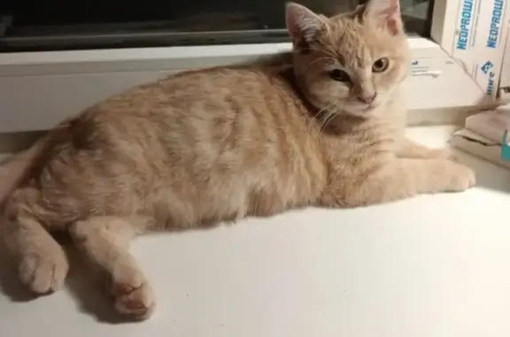 Кошки потеряшки, Астрахань, фото: Потеряшка кошка, Ловецкая 8, Астрахань