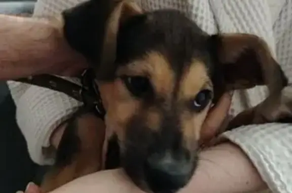 Найдена собака, , фото: Собака найдена: Черниковка, ул. Коммунаров