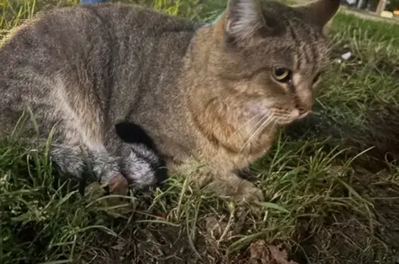 Найдена кошка, Челябинск, фото: Кошка найдена: Братьев Кашириных 101, Челябинск