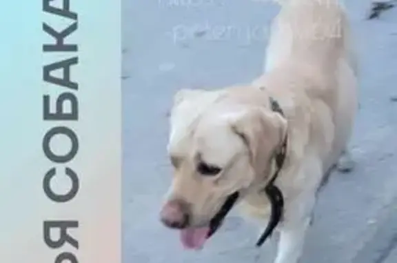 Найдена собака, Саратов, фото: Лабрадор найден: 6-я Нагорная ул, 65, Саратов